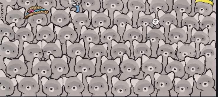 Il rompicapo di Dudas, risolvi l'enigma: trova il gatto tra i procioni