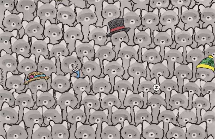 Il rompicapo di Dudas, risolvi l'enigma: trova il gatto tra i procioni