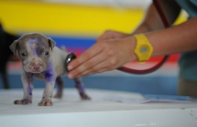 Quanto Guadagna Un Veterinario In Svizzera