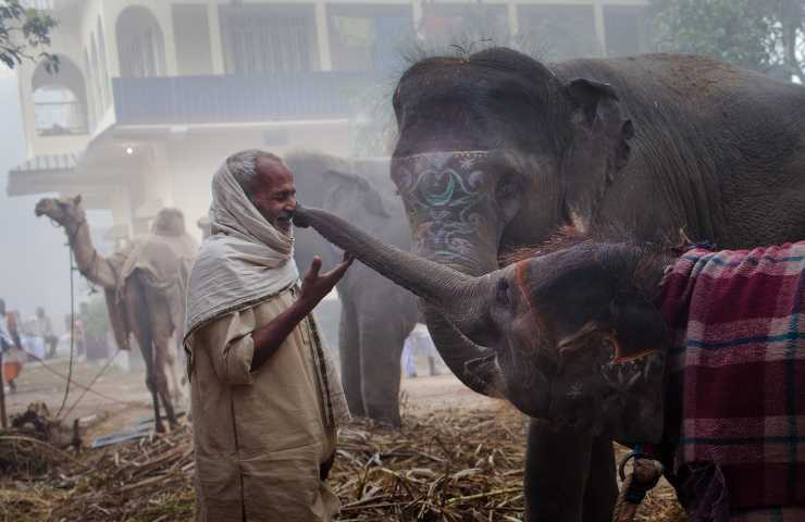 elefanti india