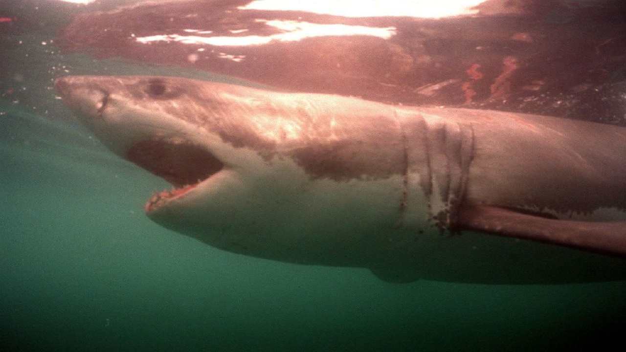 Australia attaccato squalo morto uomo