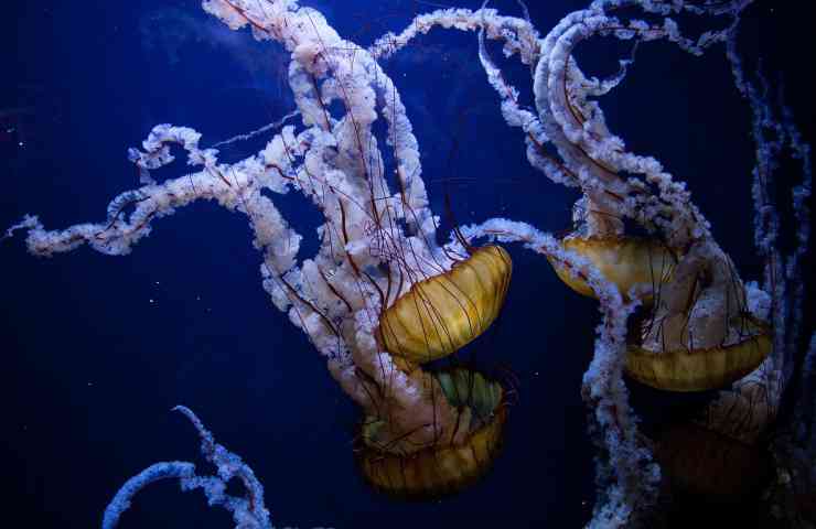 rimedi naturali morsi medusa