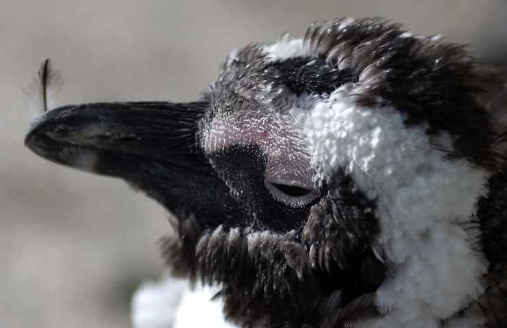 63 pinguini in via d'estinzione uccisi da uno sciame d'api