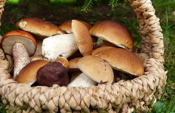 funghi porcini - pixabay