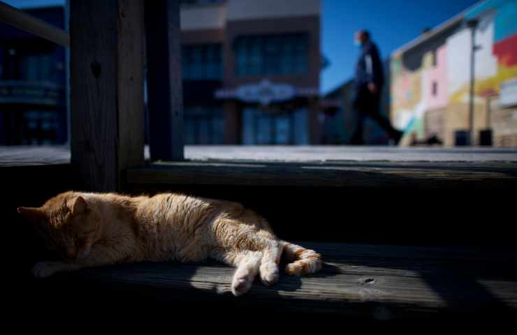 La casa degli orrori: rinvenuti 100 gatti morti nella dimora di un pensionato