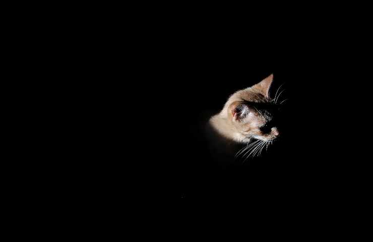 La casa degli orrori: rinvenuti 100 gatti morti nella dimora di un pensionato
