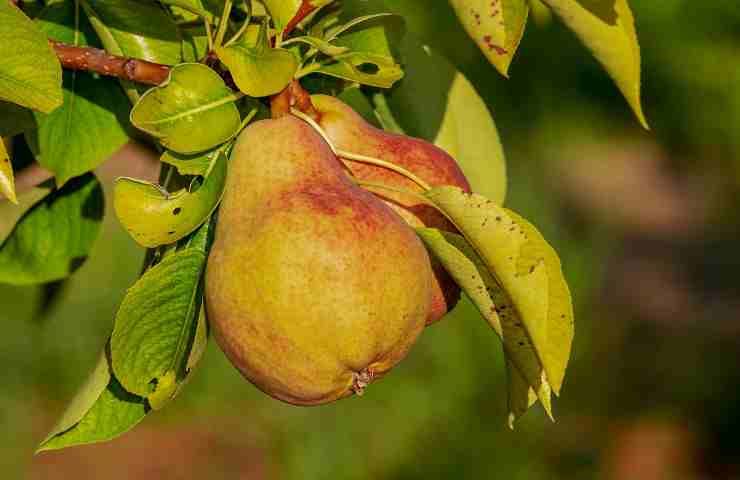 Benessere a tavola: 5 proprietà miracolose della pera