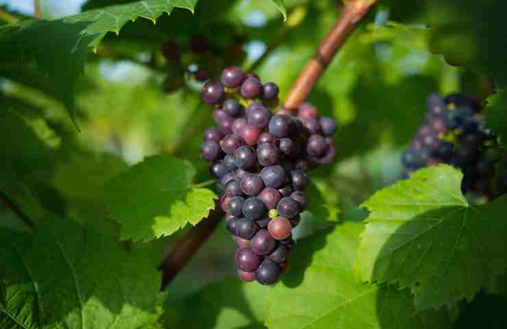 Benessere a tavola: 5 benefici dei semini d’uva