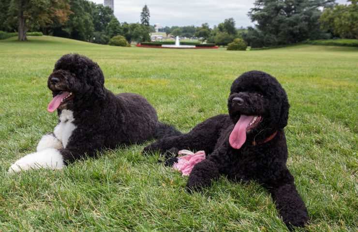 cani durata perdita pelo quando