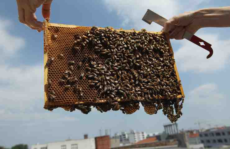 Benessere a tavola: tutte le proprietà benefiche e curative del miele