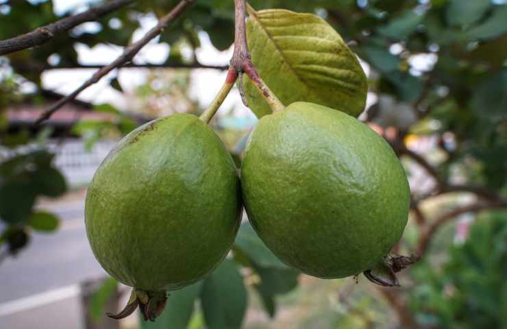 Benessere a tavola: 10 alimenti ricchissimi di vitamina C