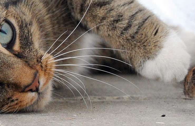 Gatti preda eliminare perché abitudine