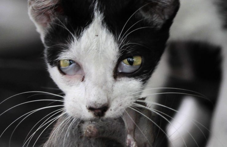 Gatti preda eliminare perché abitudine