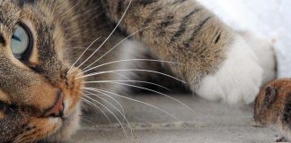 Gatti preda eliminare perché abitudine