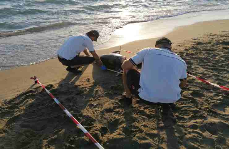 Orrore sulla riva: più di 20 carcasse di delfini arenate sulla spiaggia