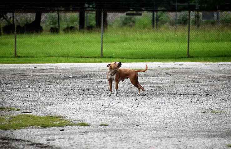 Alessandria azzannato pitbull morto pensionato