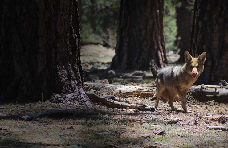 Massachussetts famiglia salva coyote