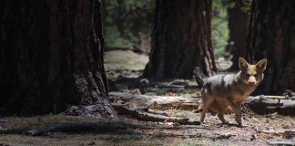 Massachussetts famiglia salva coyote strada
