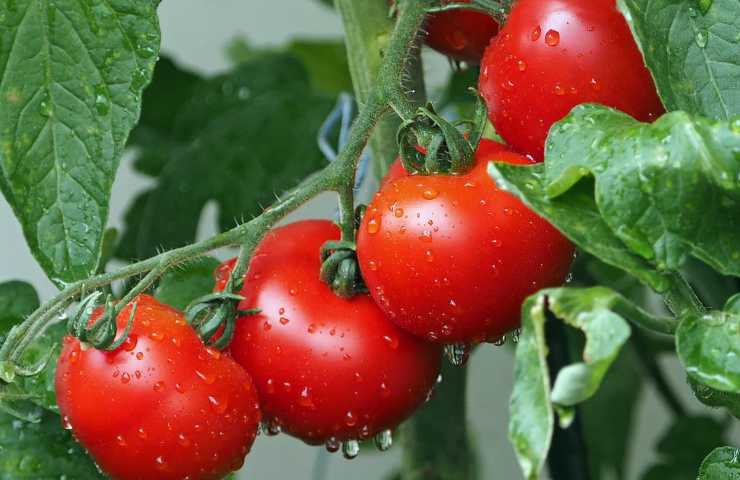 Altroconsumo polpa pomodori qualità