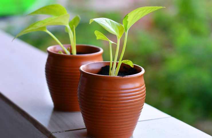 Rucola dieta alimentazione sana 