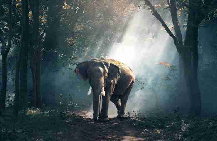 tre elefanti india morti sui binari