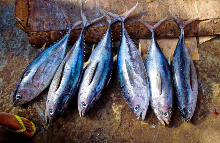 Pesca sostenibile tonno allarme ONU