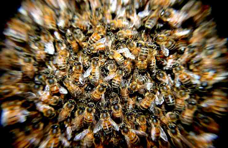 Operaio muore dopo punture di api