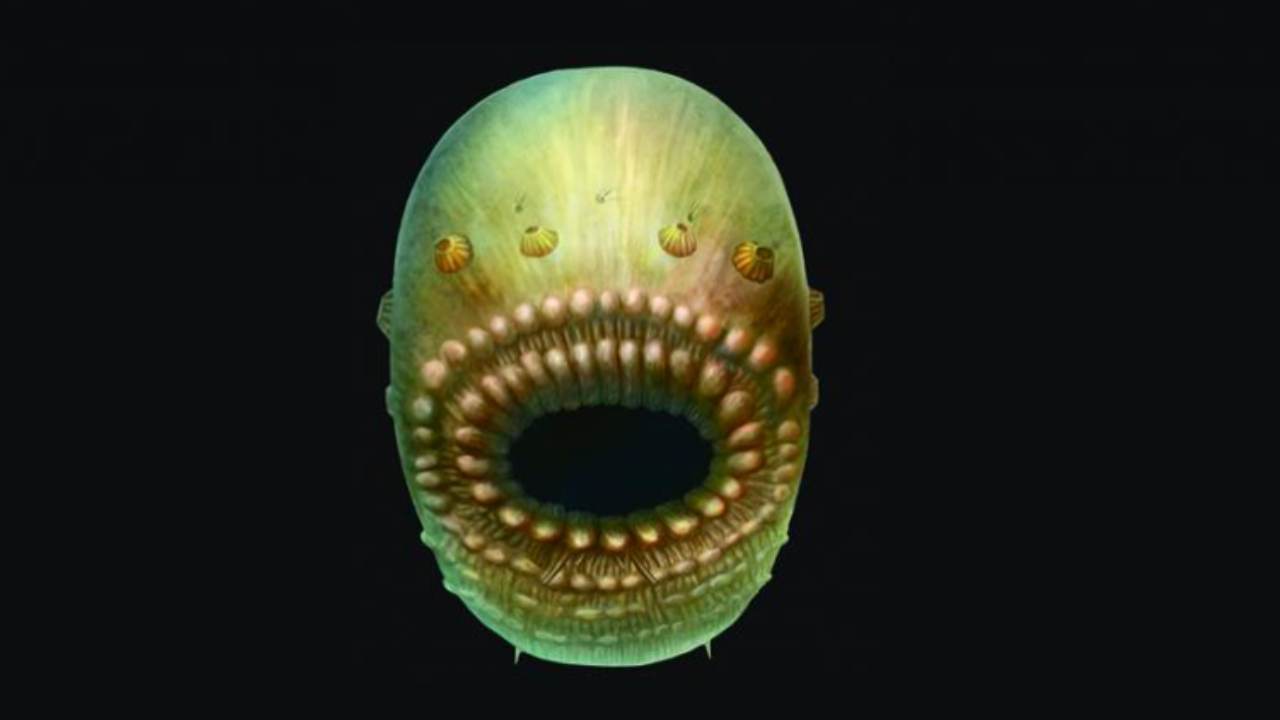 Saccorhytus coronarius pesce alieno nuova scoperta