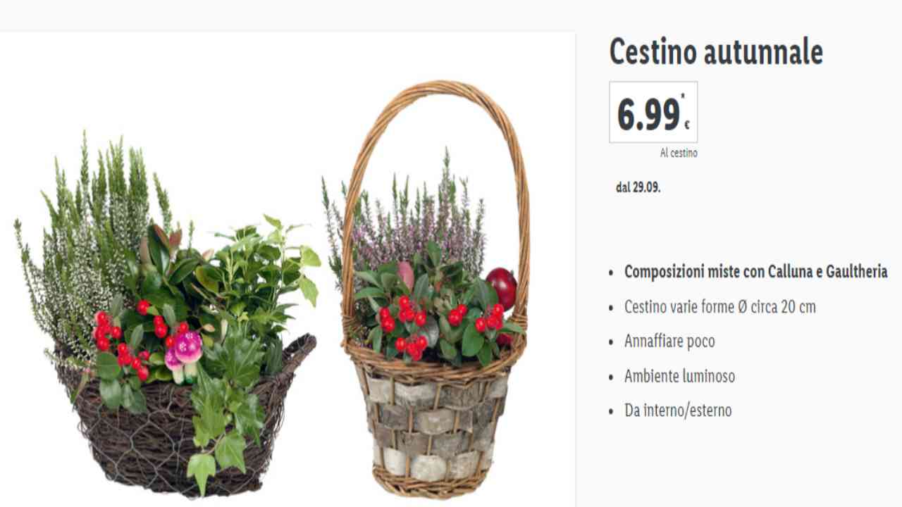 Cestino autunnale piante Lidl 6,99 euro