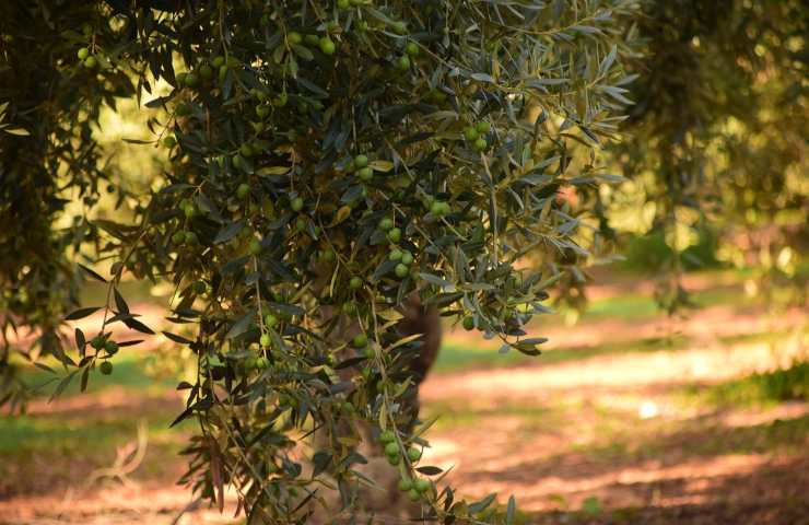 Veroli cade scala raccoglie olive morto pensionato