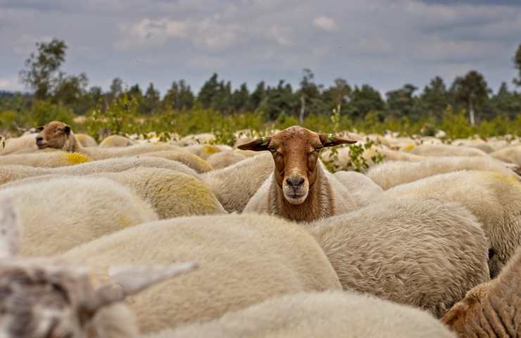 Gregge pecore 
