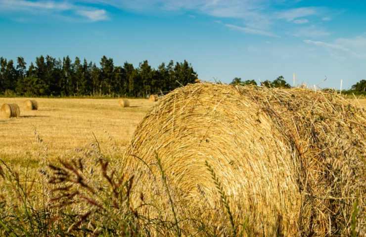 Scandiano agricoltore morto rotoballa