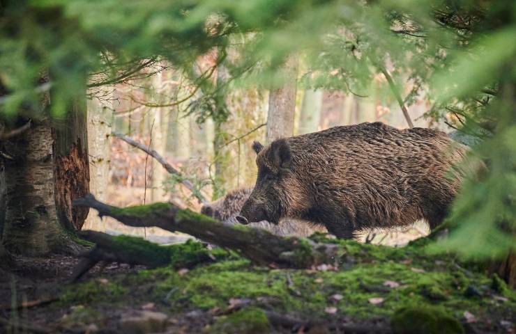 Cinghiale caccia 