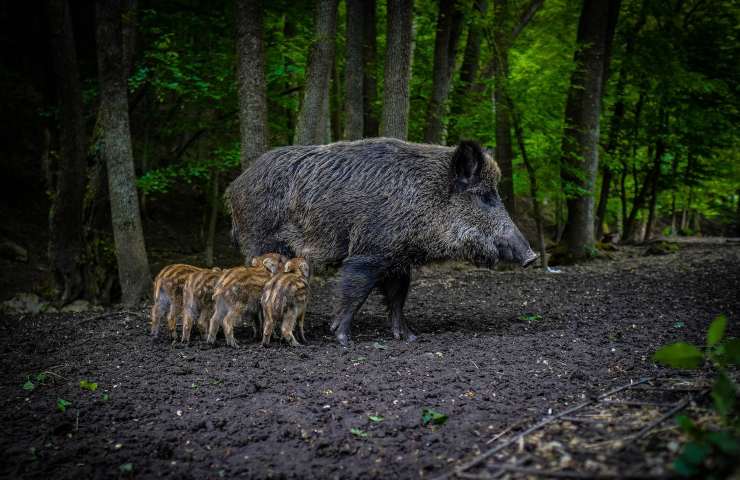 Cinghiale con figli  bosco 