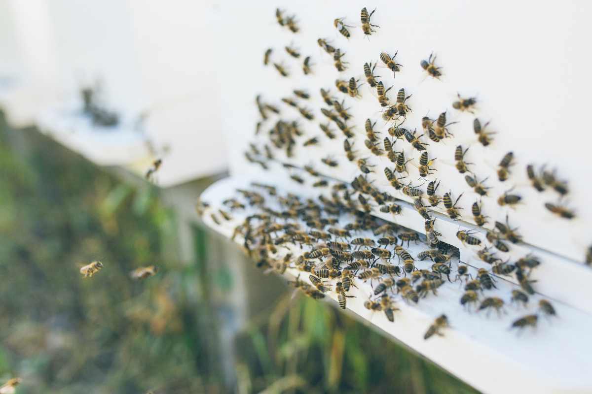 Carbonia assalito sciame api morto uomo