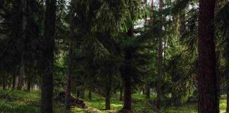 Sant’Omobono Terme morto travolto albero