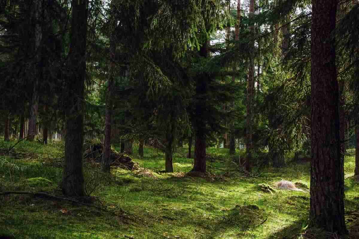 Sant’Omobono Terme morto travolto albero