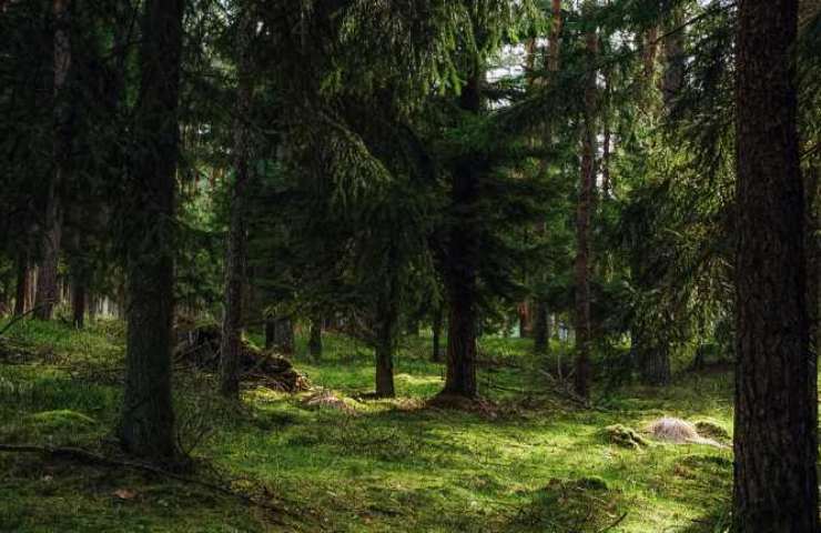 Sant’Omobono Terme morto travolto albero