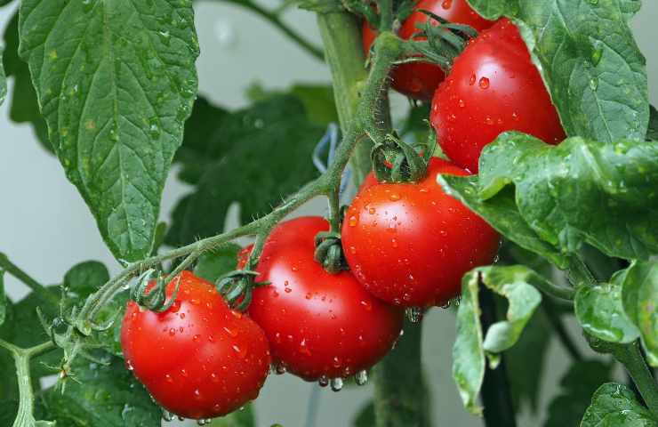 Pomodori ripieni 