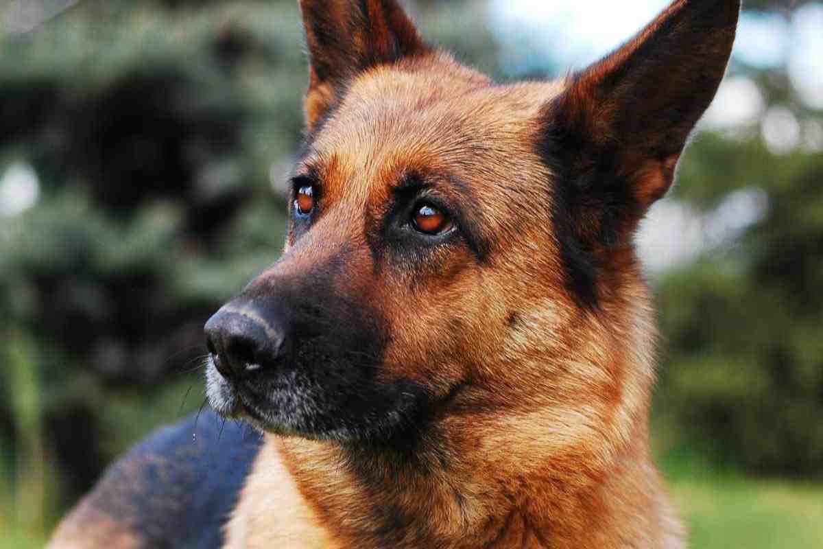 Salerno azzannato cane morto 81enne