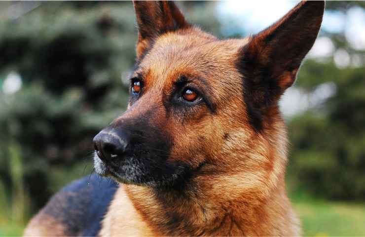 Salerno azzannato cane morto 81enne