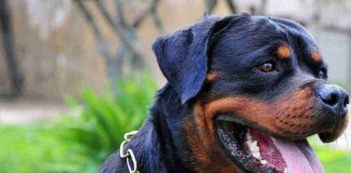 Soldano assalita Rottweiler fratello morta donna