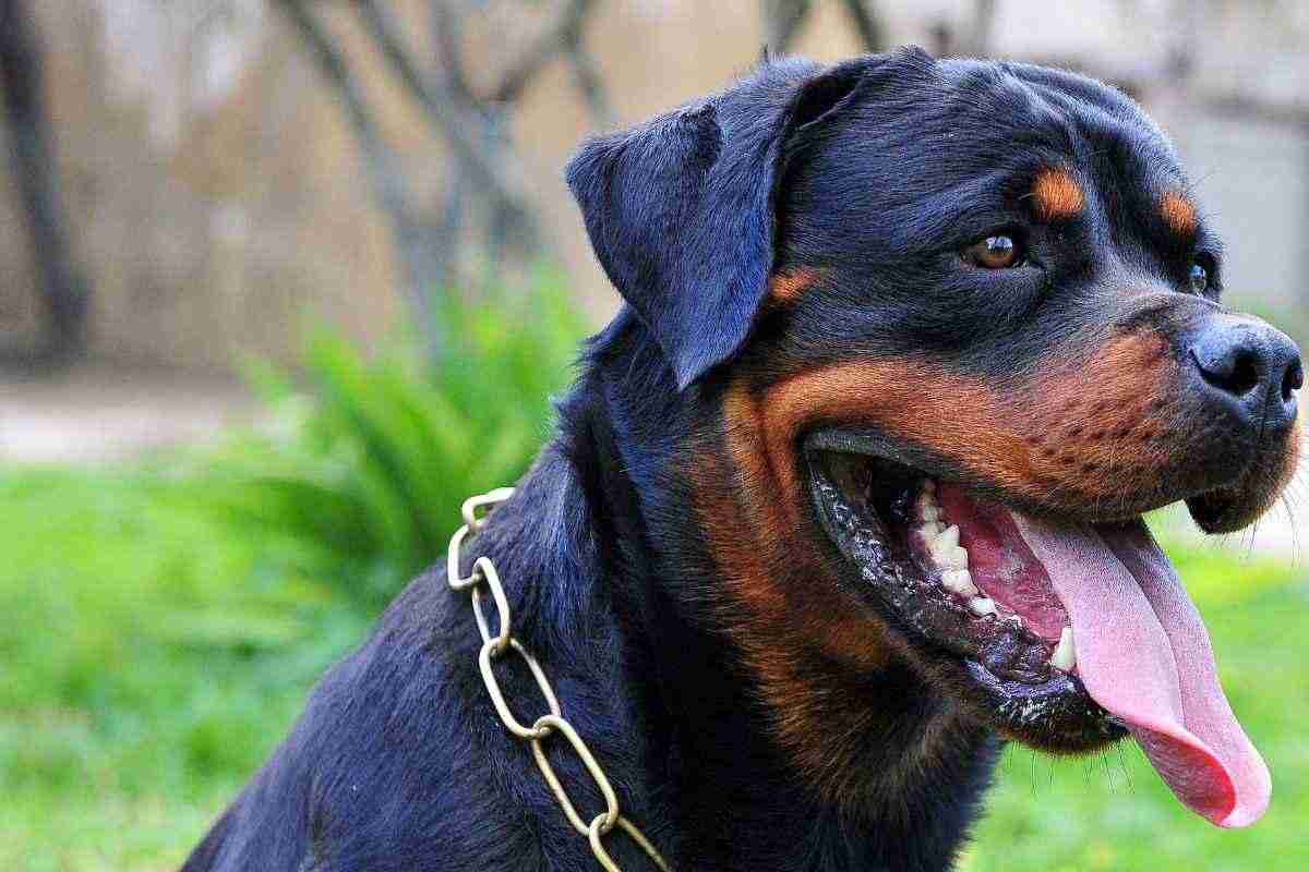 Soldano assalita Rottweiler fratello morta donna