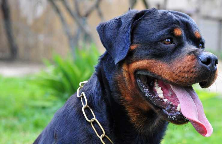 Soldano assalita Rottweiler fratello morta donna