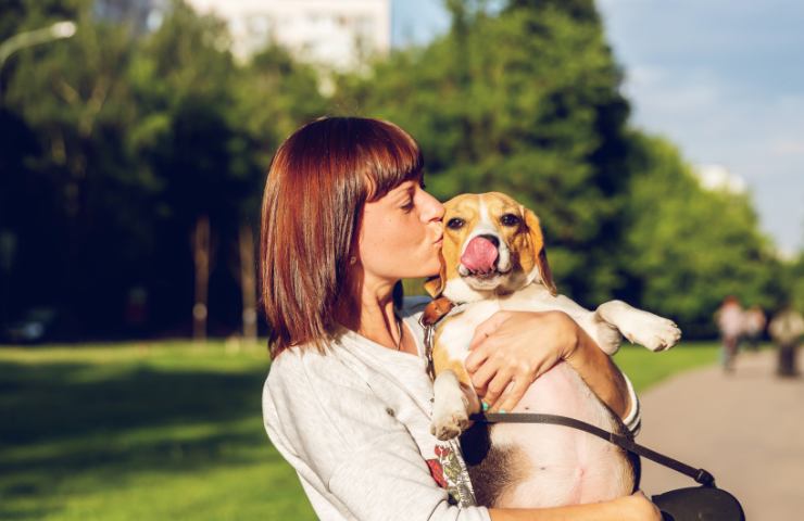 la reazione del cane