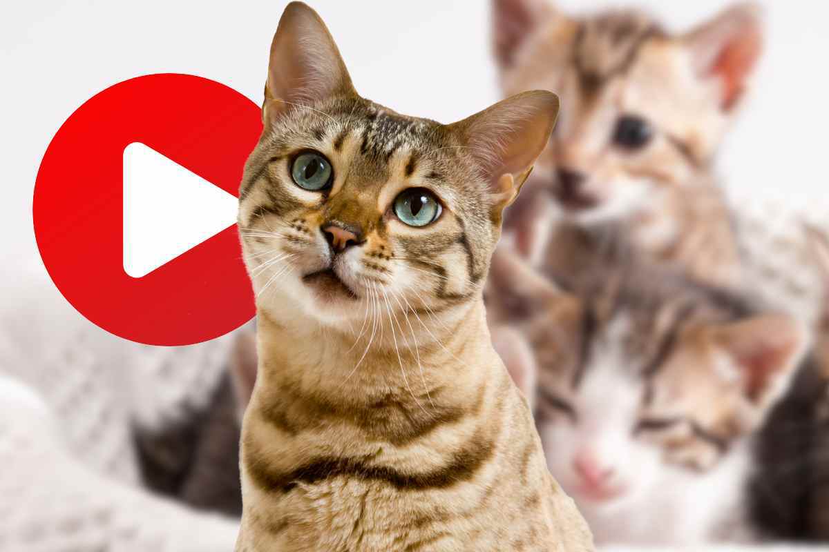 video mamma gatto