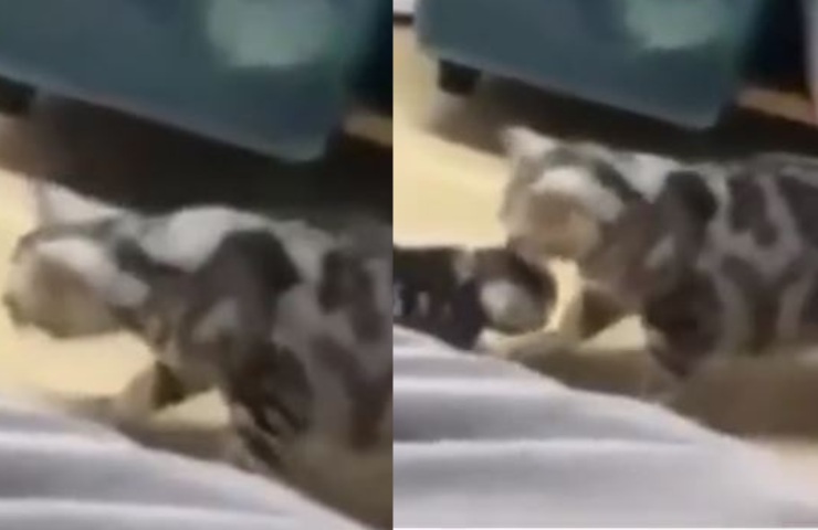 video mamma gatto